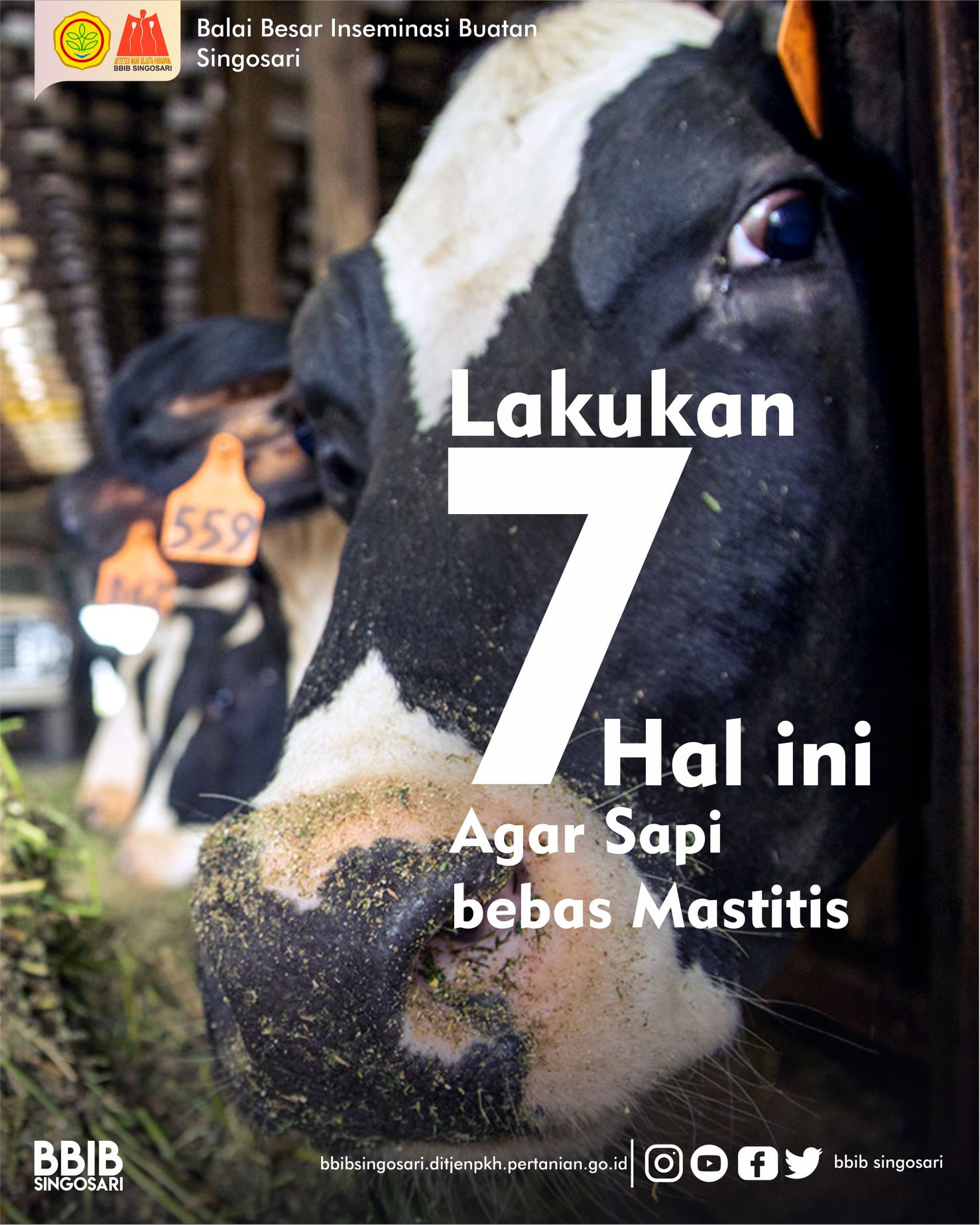LAKUKAN 7 HAL INI AGAR SAPI ANDA TERHINDAR DARI MASTITIS