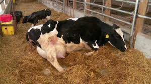 Faktor Pendukung Terjadinya Milk Fever Pada Sapi