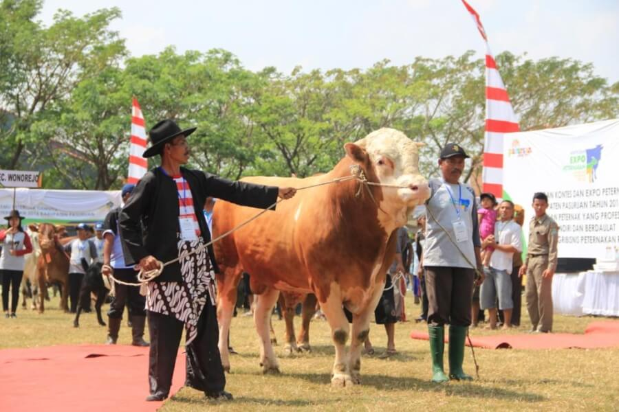 Instruktur dan Juri Kontes Ternak